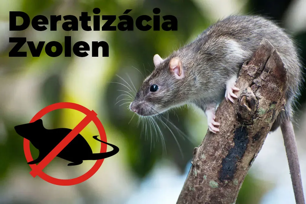 Špecializujeme sa na likvidáciu hlodavcov so 100% úspešnosťou. Používame certifikované insekticídy a deratizačné stanice. Na naše služby ponúkame záruku dobre odvedenej práce. Deratizácia Zvolen.